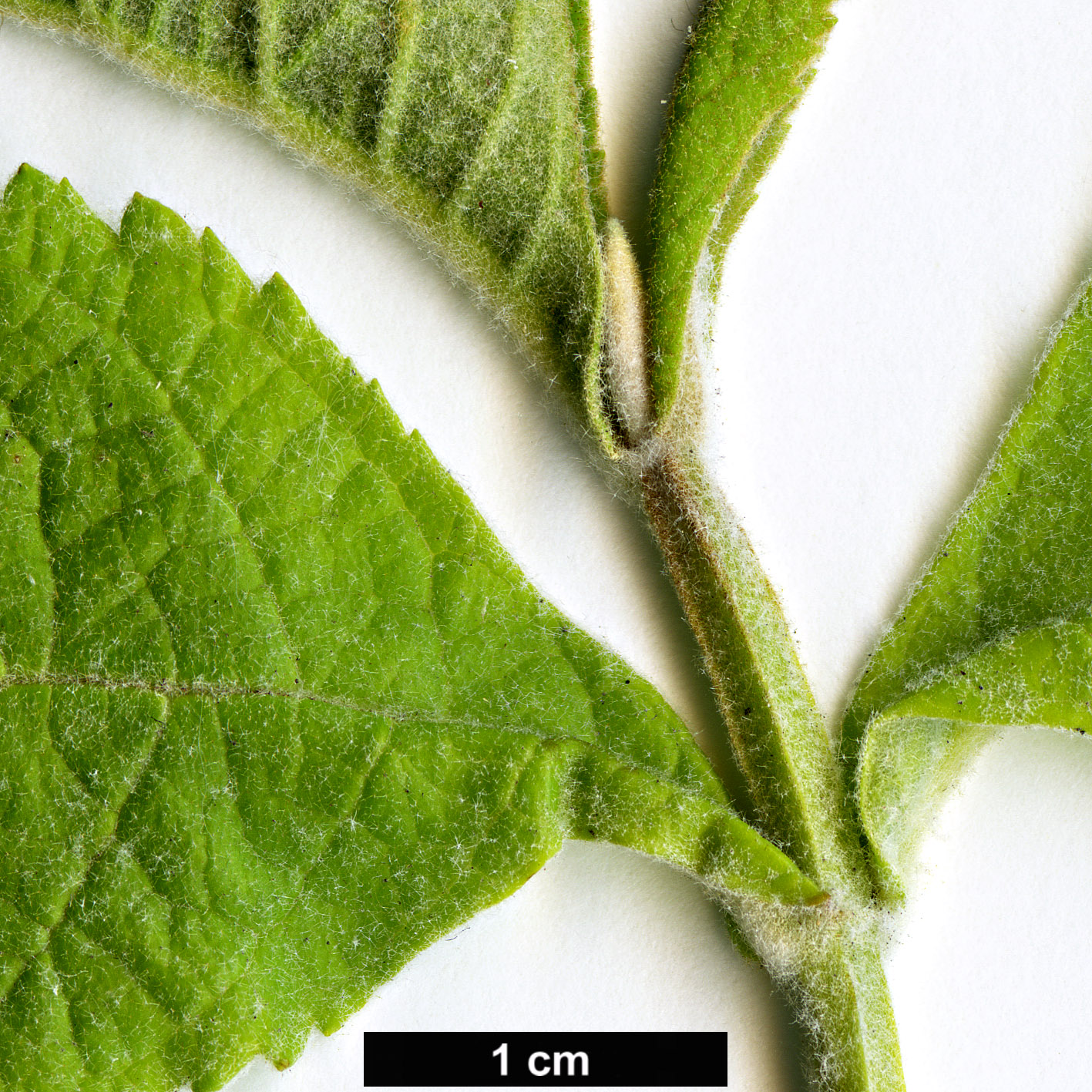 High resolution image: Family: Scrophulariaceae - Genus: Buddleja - Taxon: crotonoides - SpeciesSub: subsp. amplexicaulis